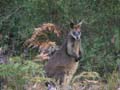 Swamp Wallaby